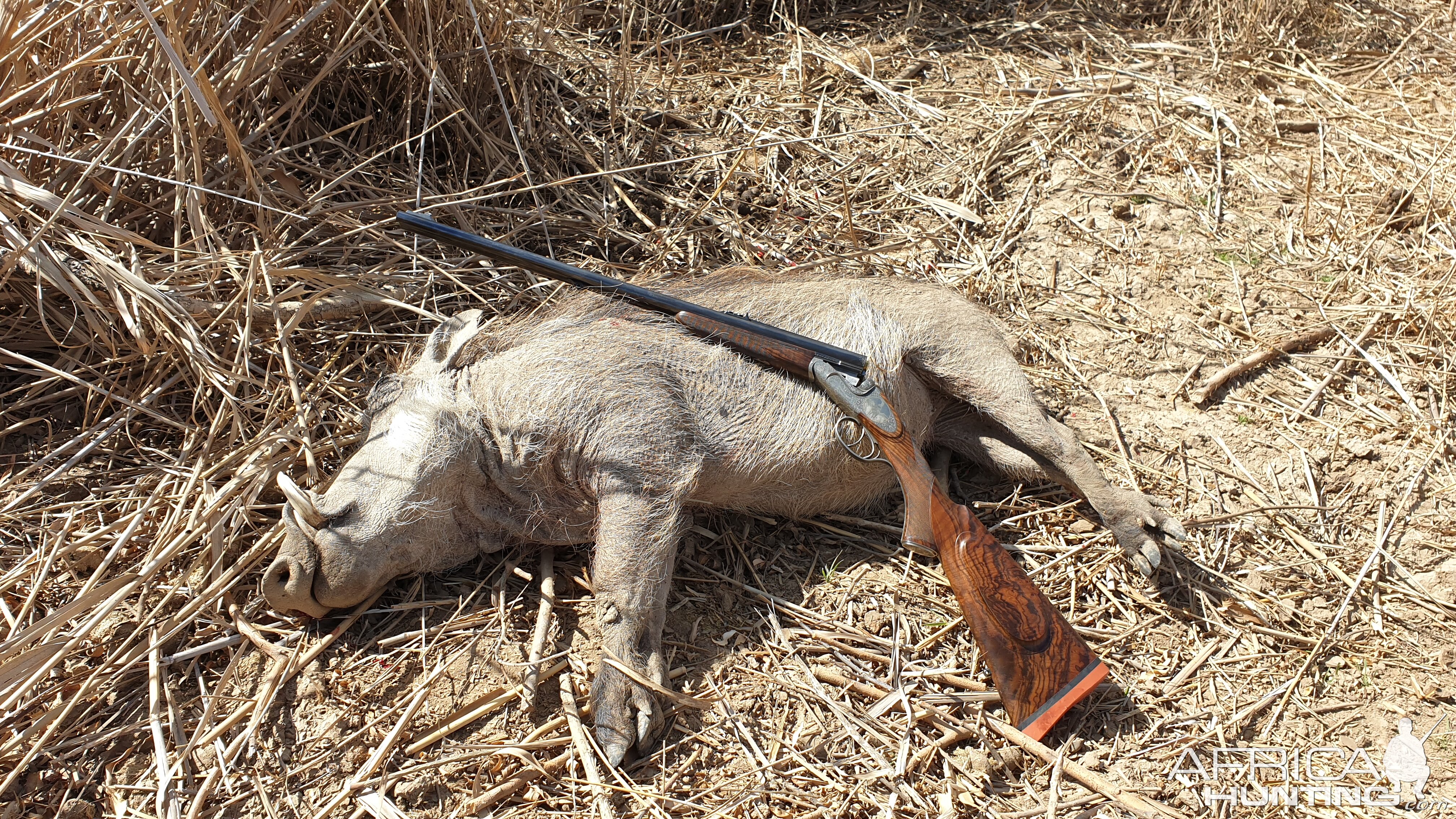 South Africa Cull Hunting Warthog