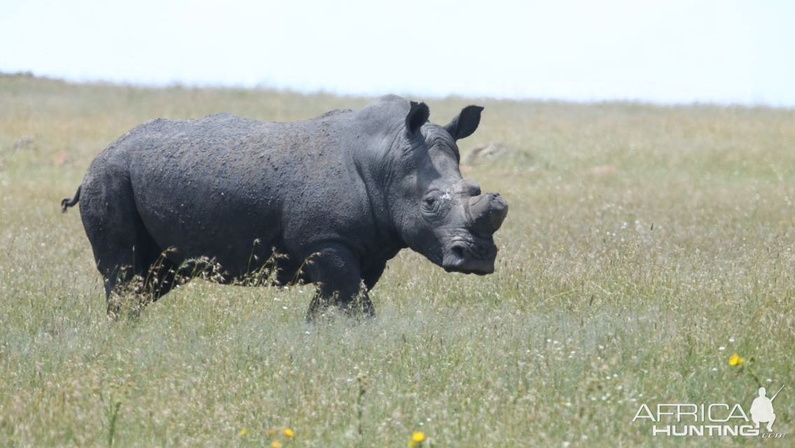 South Africa Dehorned White Rhino