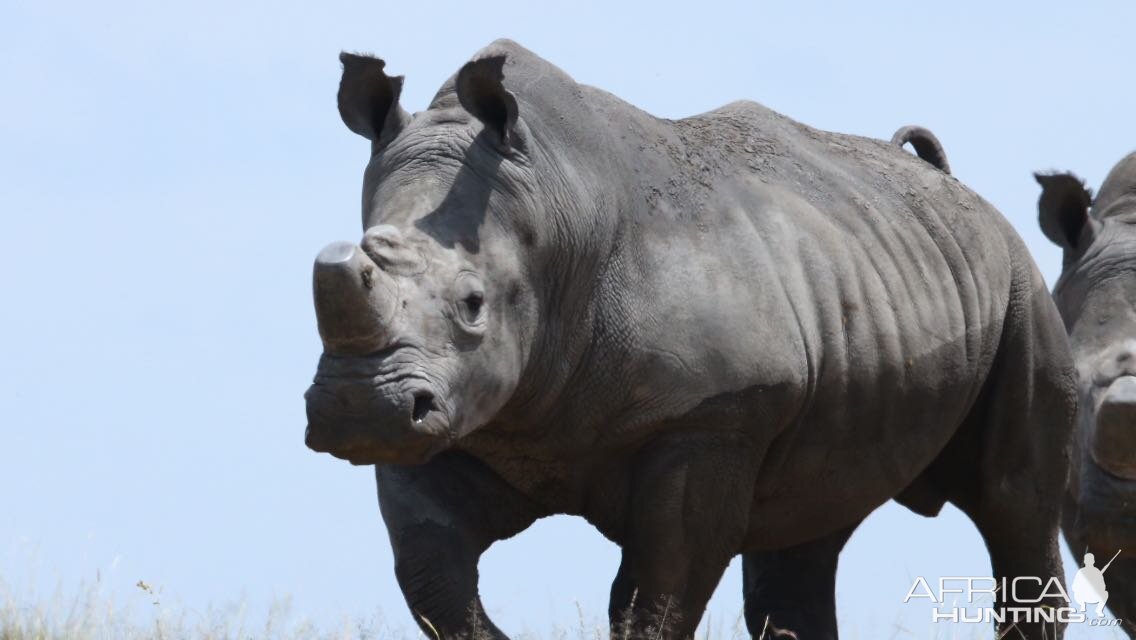 South Africa Dehorned White Rhino