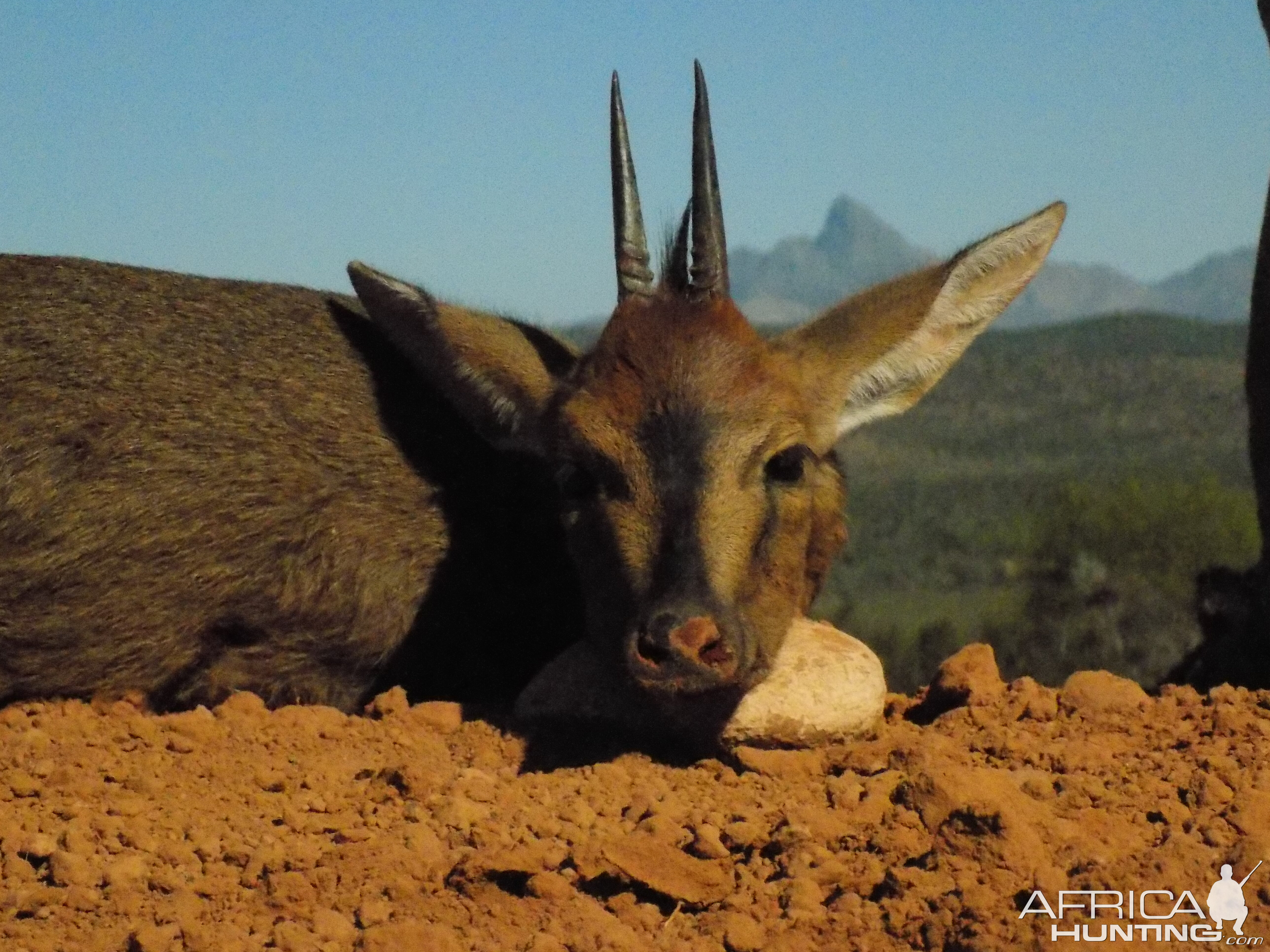 South Africa Duiker Cull Hunting