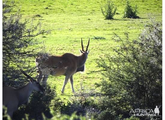 South Africa Eland