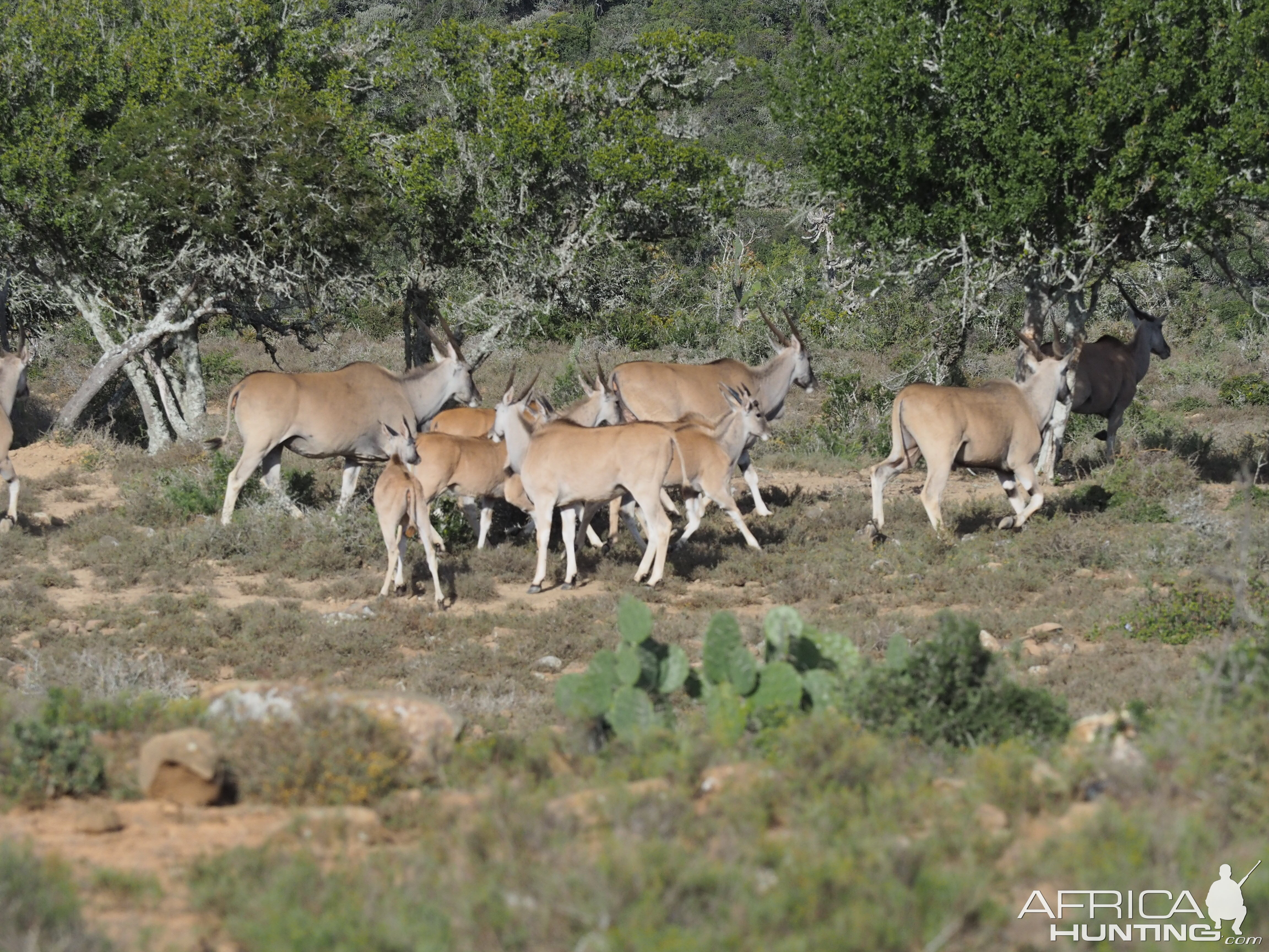 South Africa Eland