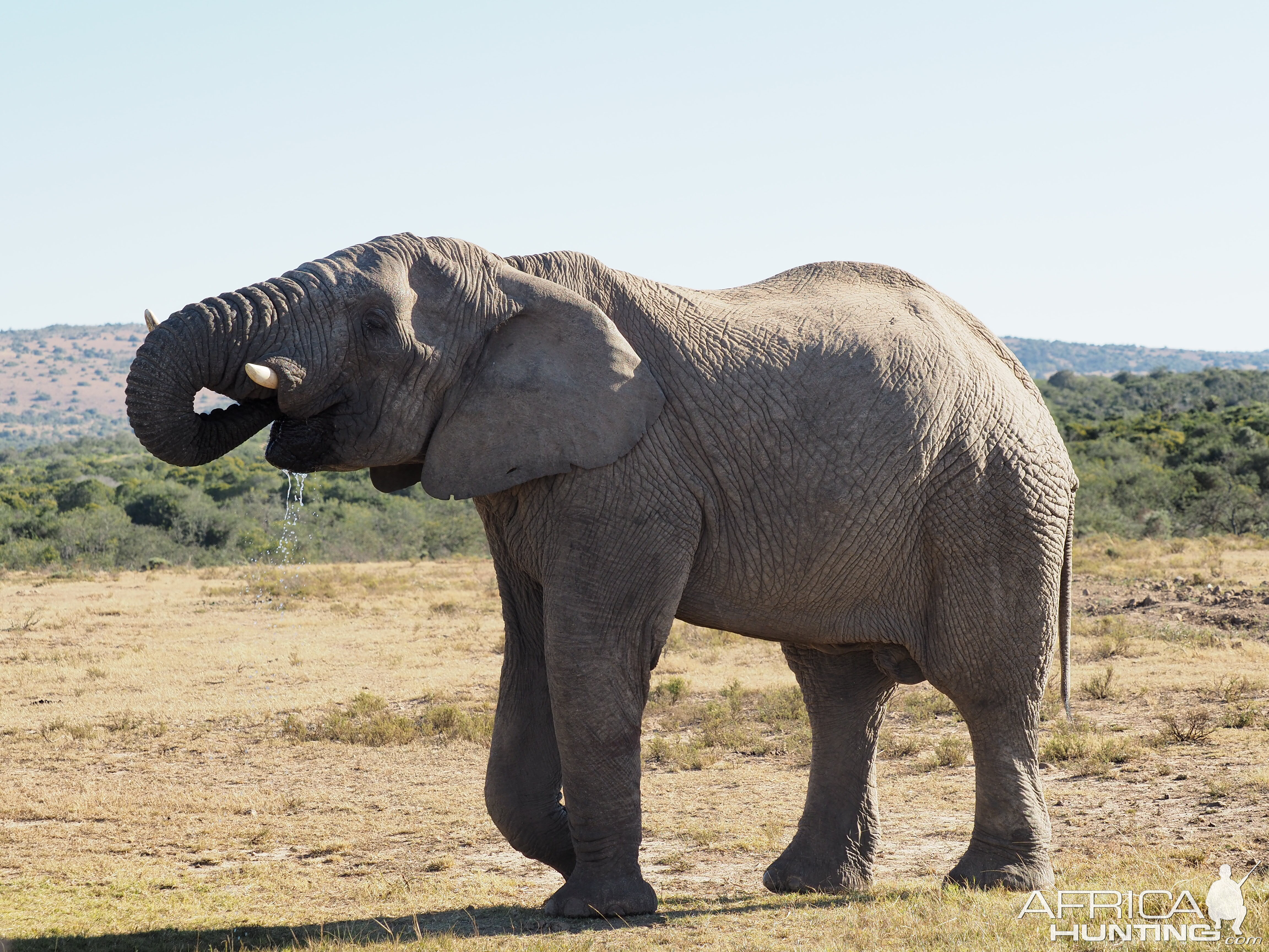 South Africa Elephant