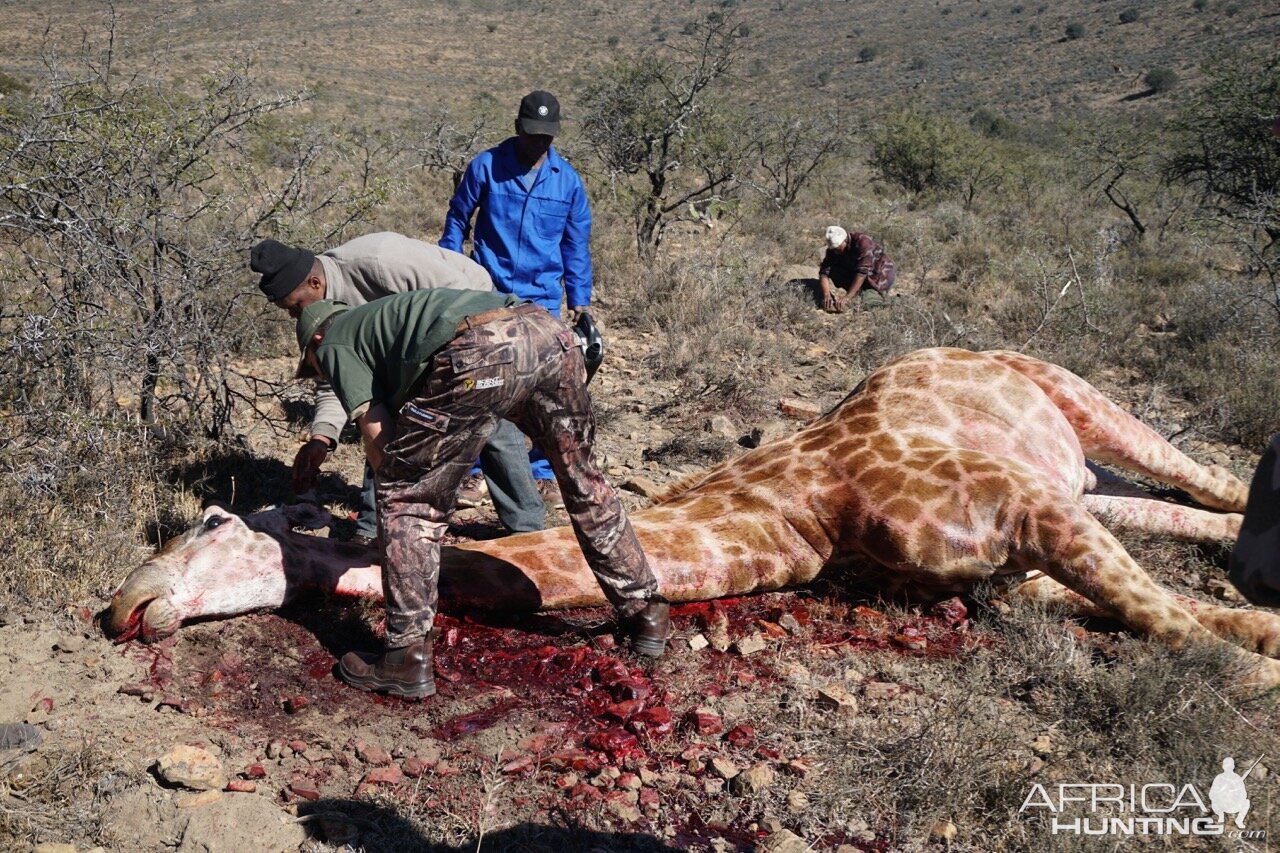 South Africa Giraffe Hunt