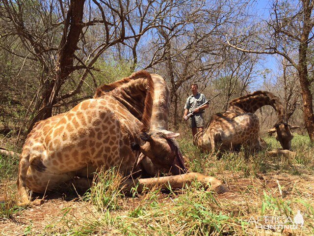 South Africa Giraffe Hunting