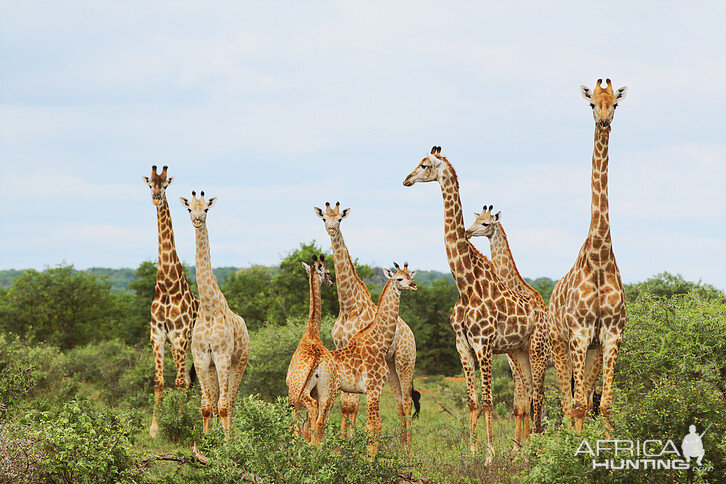 South Africa Giraffe