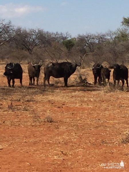 South Africa Herd of Cape Buffalo