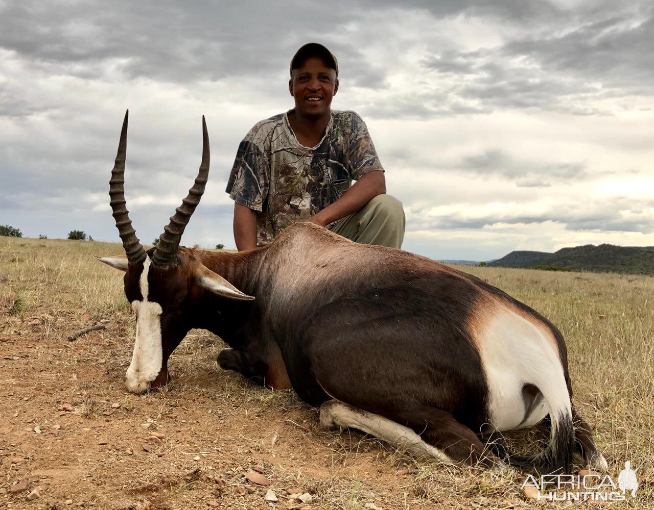 South Africa Hunt 15" Inch Bontebok