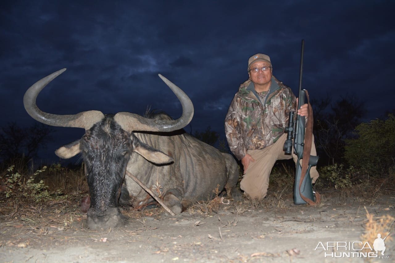 South Africa Hunt 29 3/8" Inch Blue Wildebeest