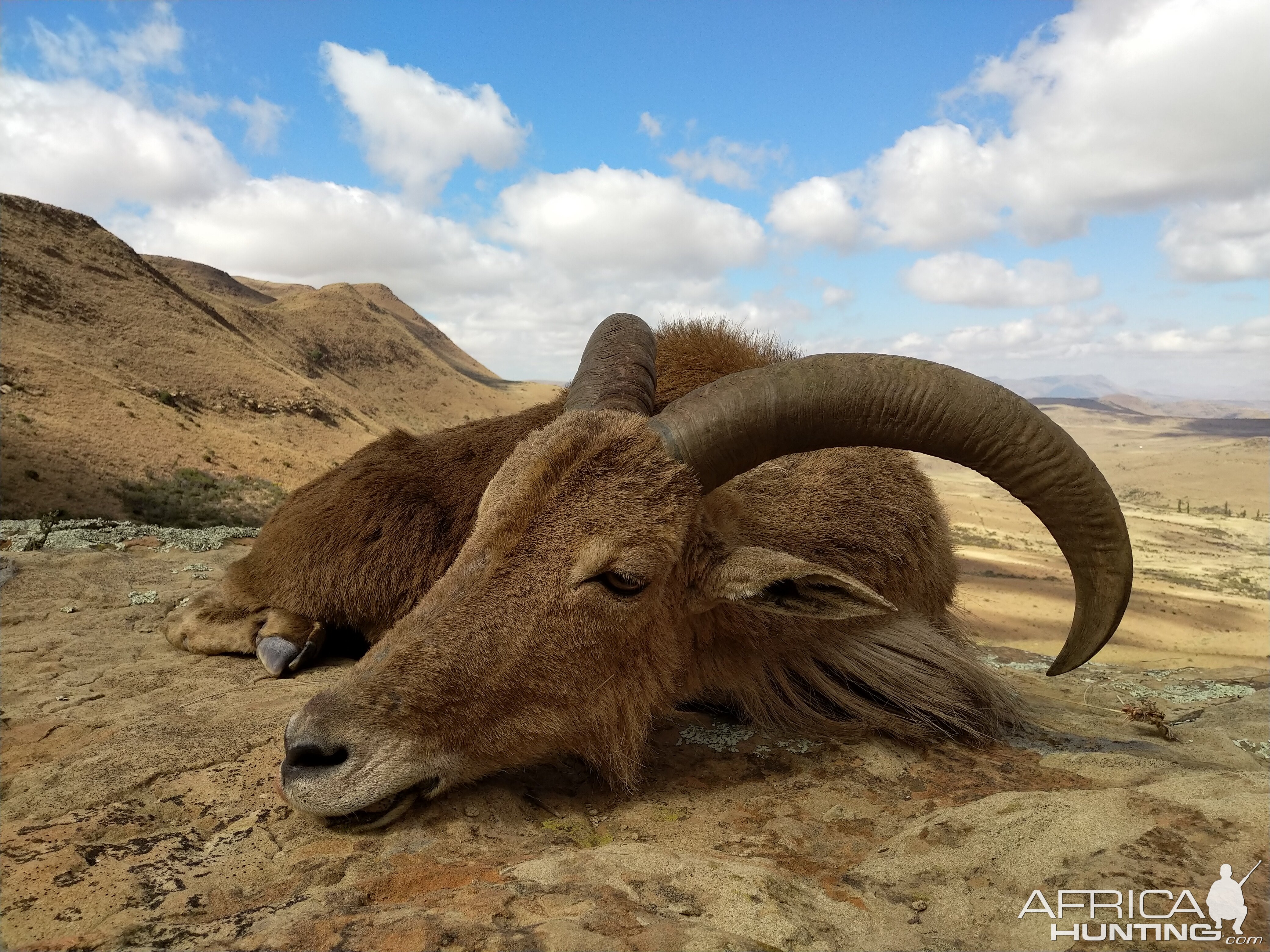 South Africa Hunt Aoudad