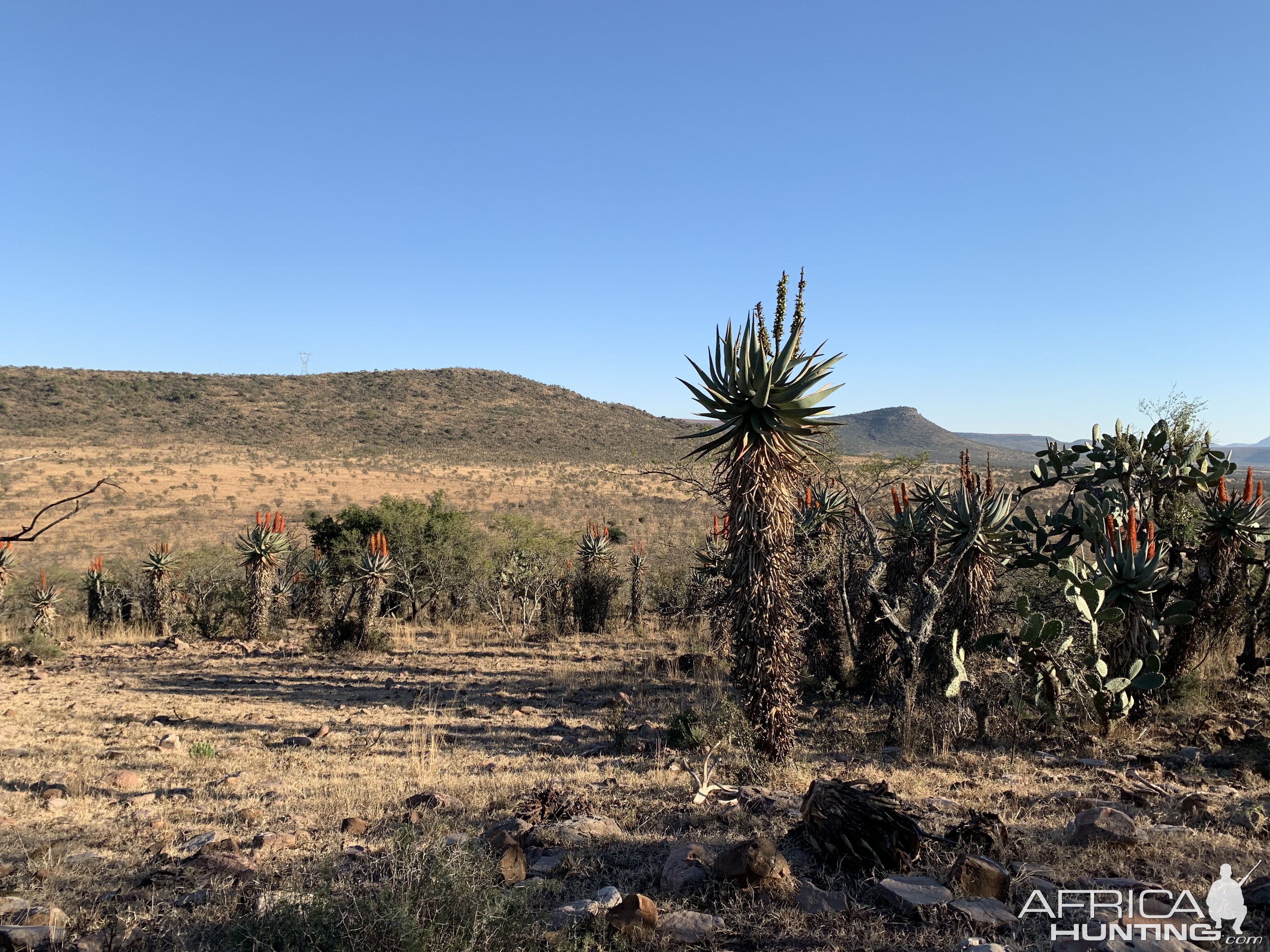 South Africa Hunt Area