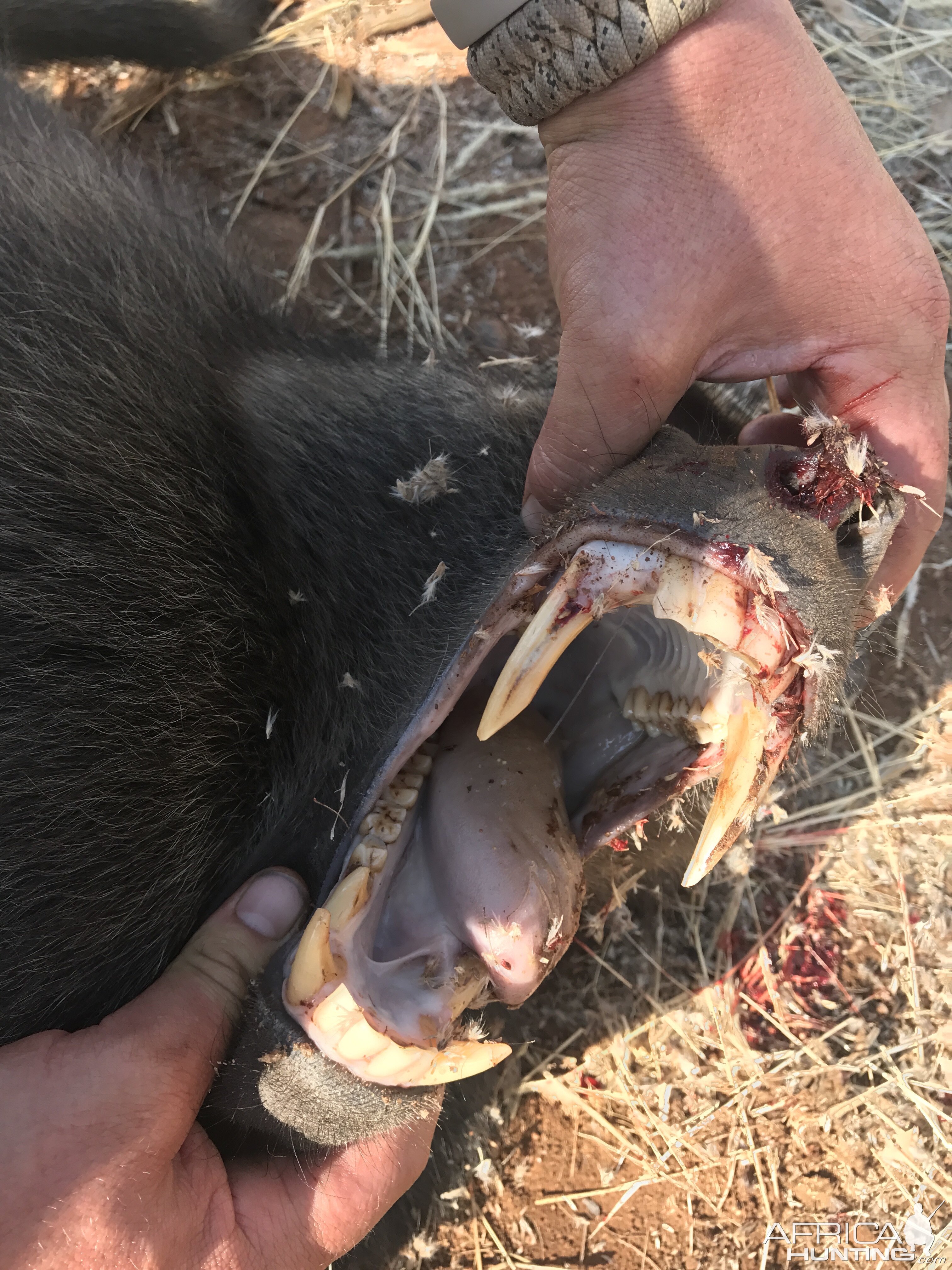 South Africa Hunt Baboon