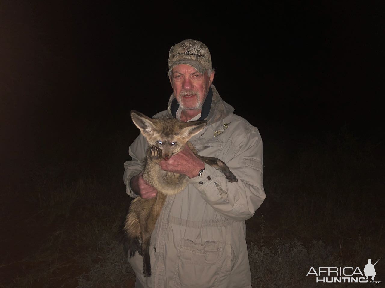 South Africa Hunt Bat-eared Fox