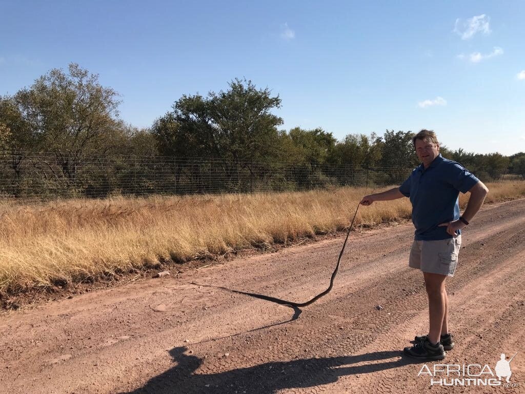 South Africa Hunt Black Mamba