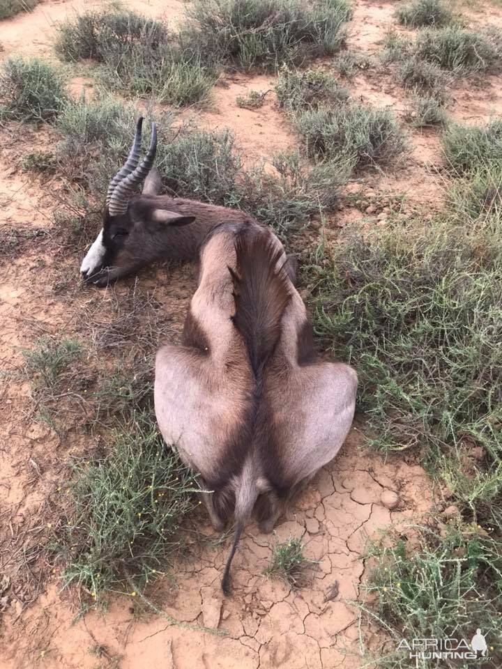 South Africa Hunt Black Springbok