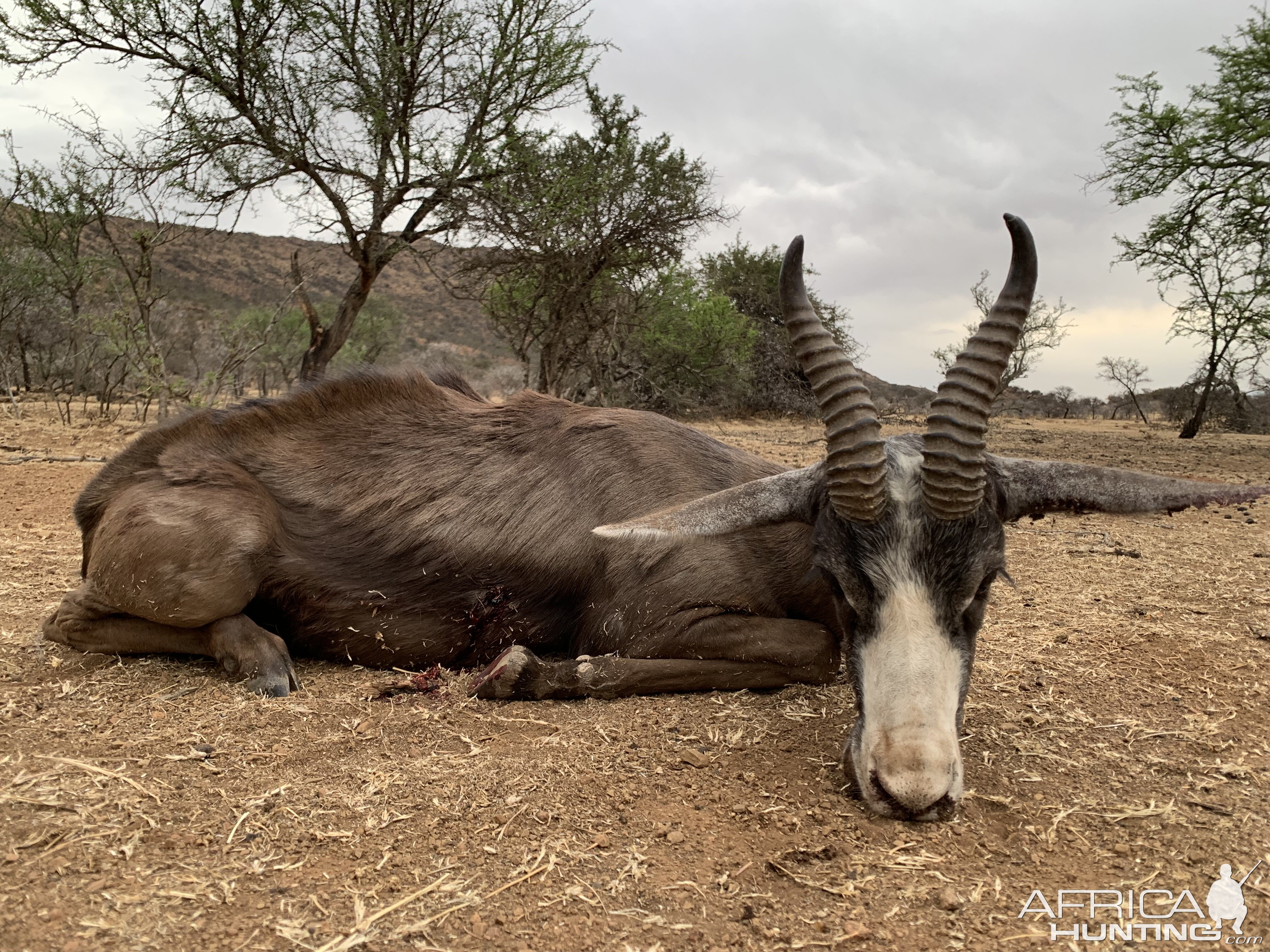 South Africa Hunt Black Springbok