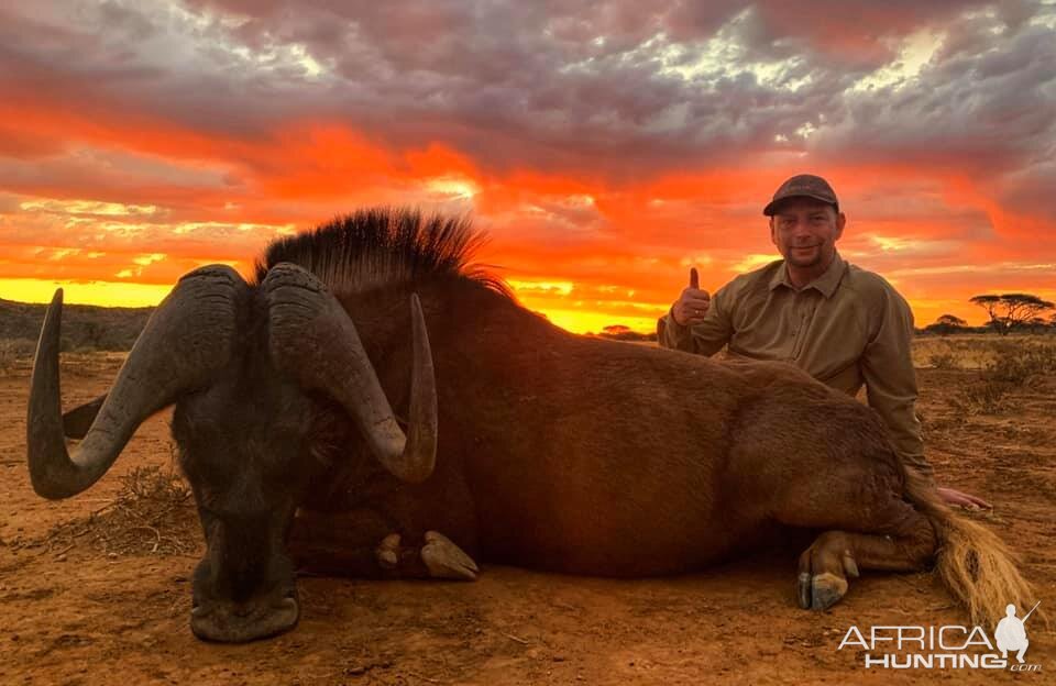 South Africa Hunt Black Wildebeest