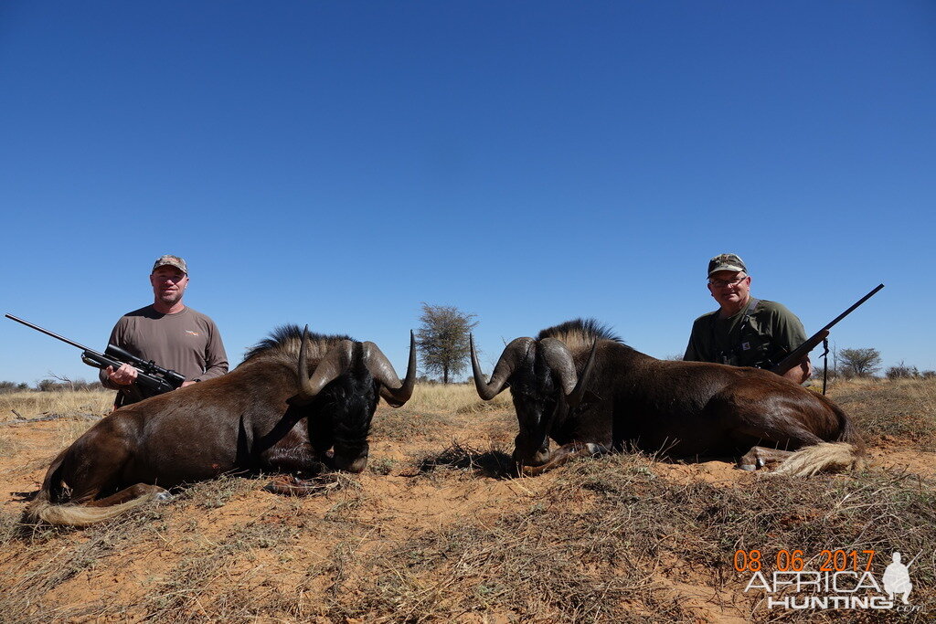 South Africa Hunt Black Wildebeest