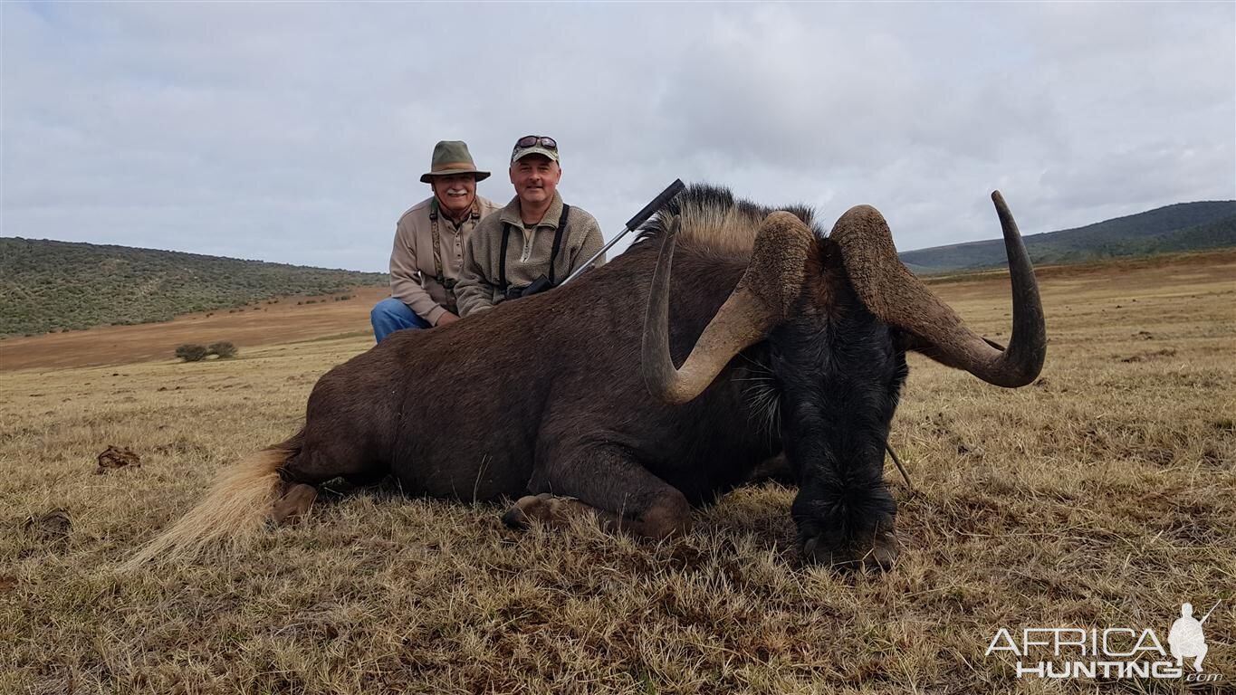 South Africa Hunt Black Wildebeest