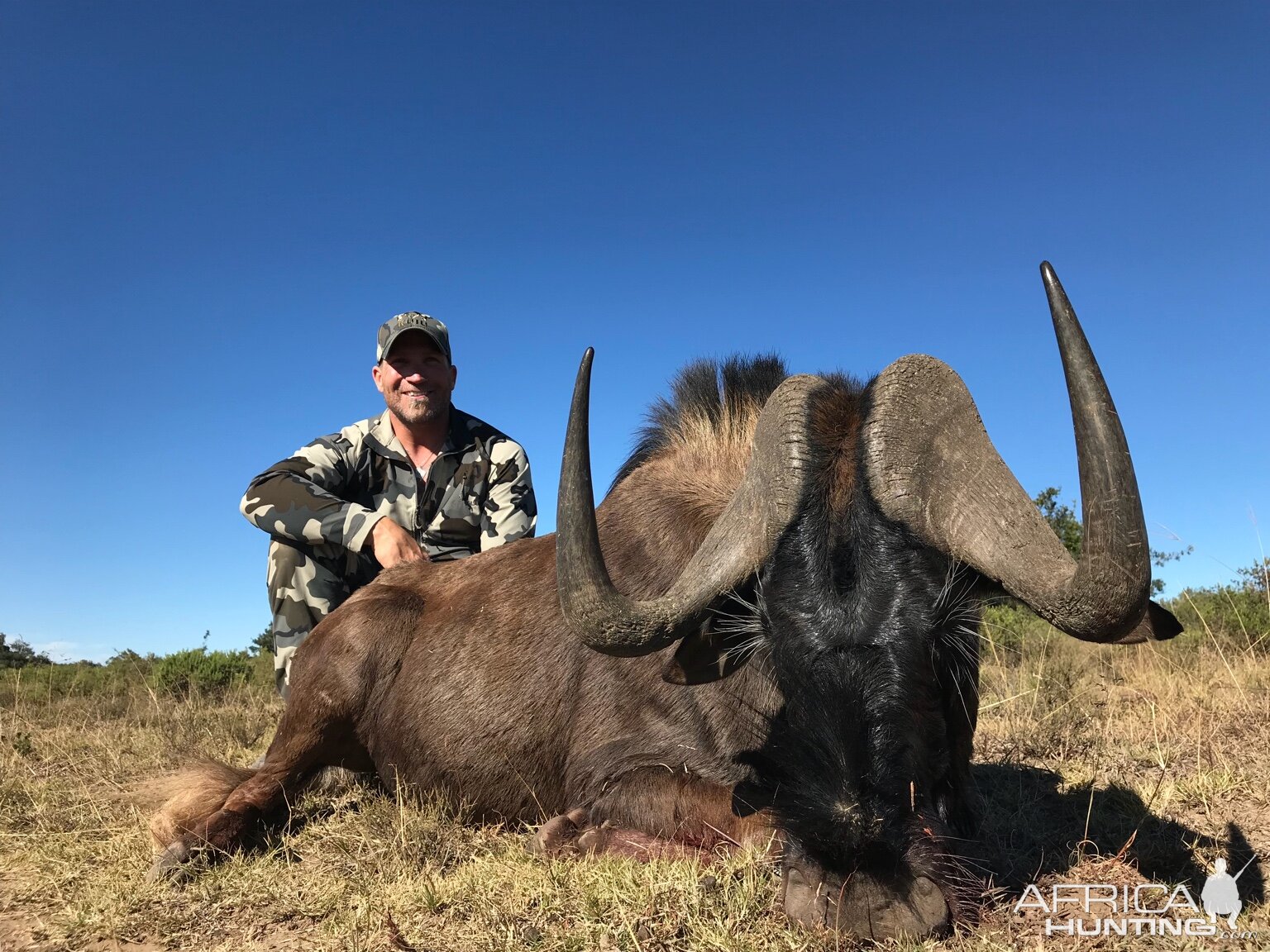 South Africa Hunt Black Wildebeest