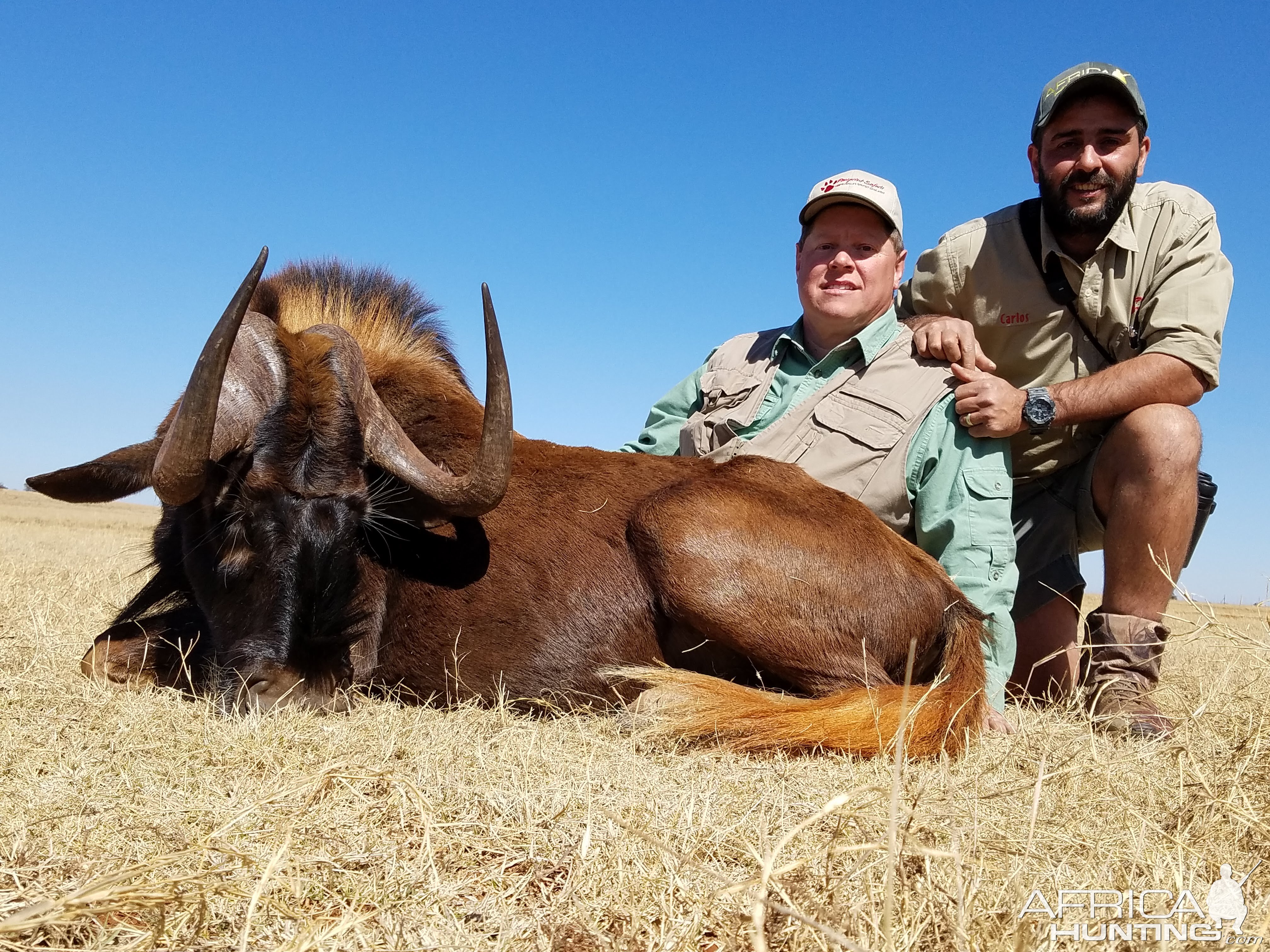 South Africa Hunt Black WIldebeest