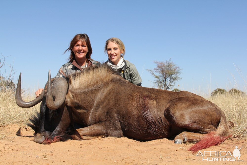 South Africa Hunt Black Wildebeest