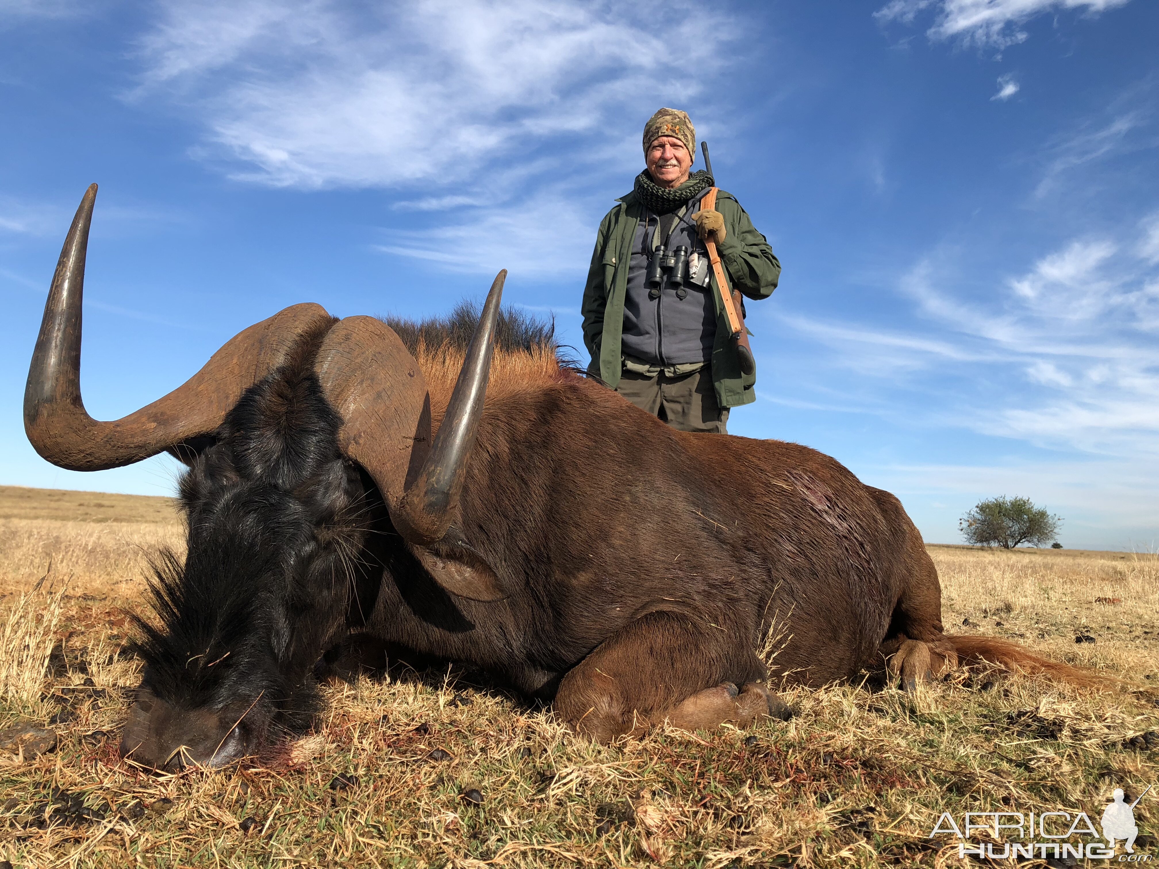 South Africa Hunt Black Wildebeest