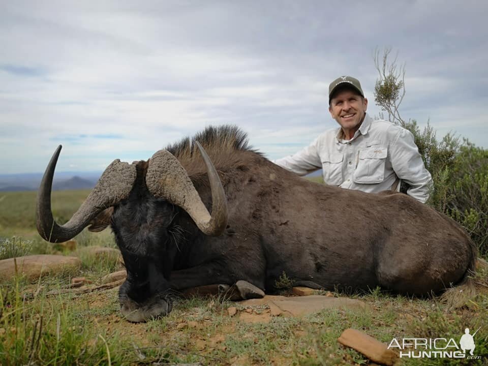 South Africa Hunt Black Wildebeest