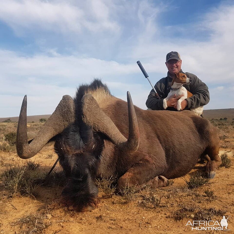 South Africa Hunt Black Wildebeest