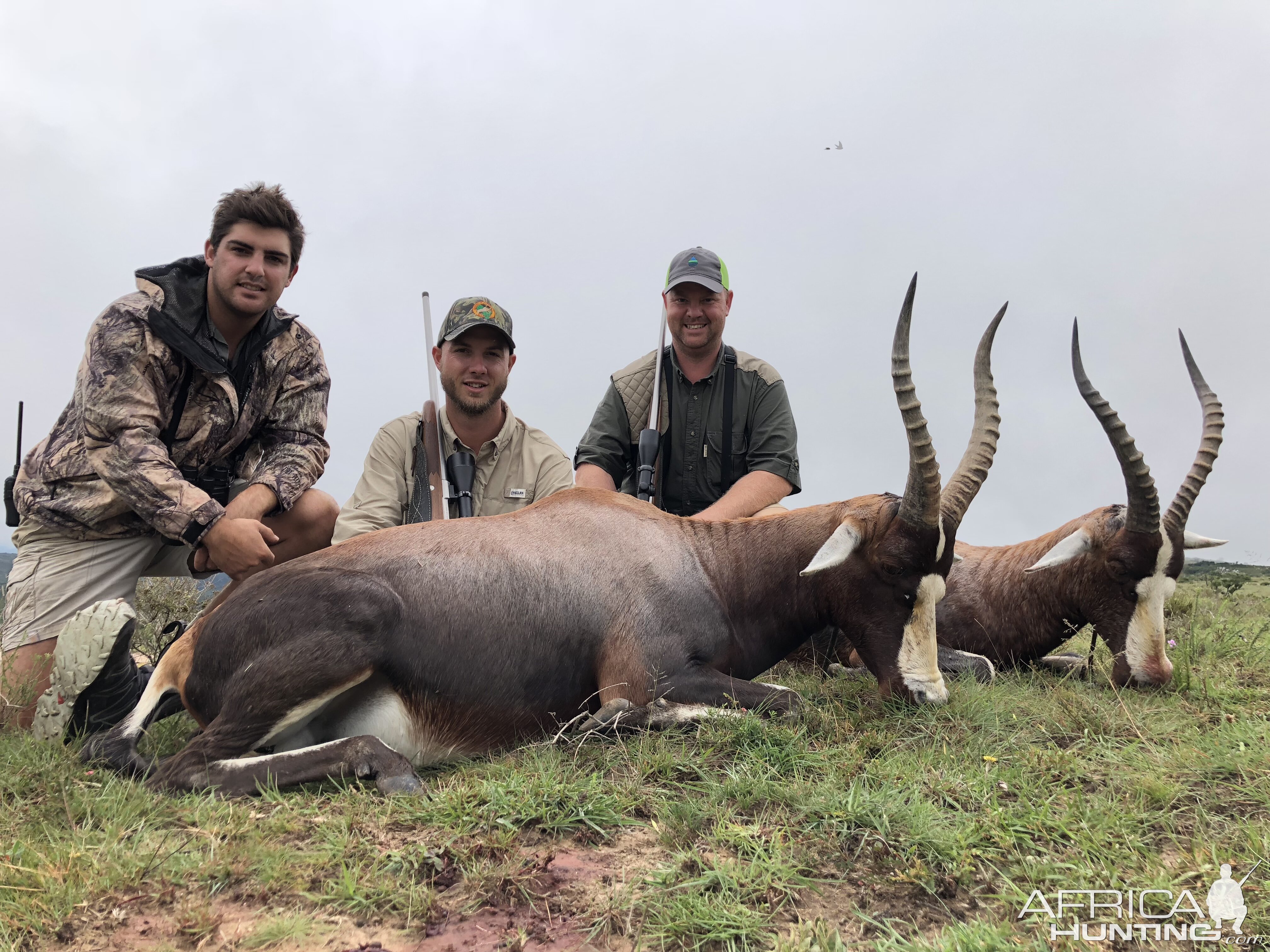 South Africa Hunt Blesbok