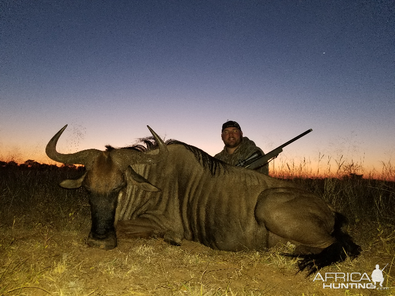 South Africa Hunt Blue Wildebeest