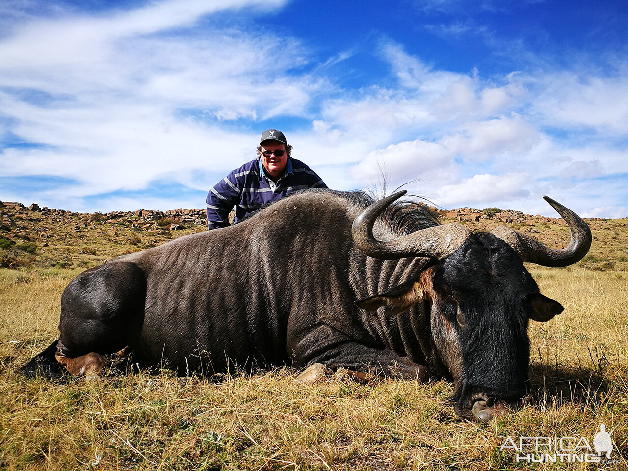 South Africa Hunt Blue Wildebeest