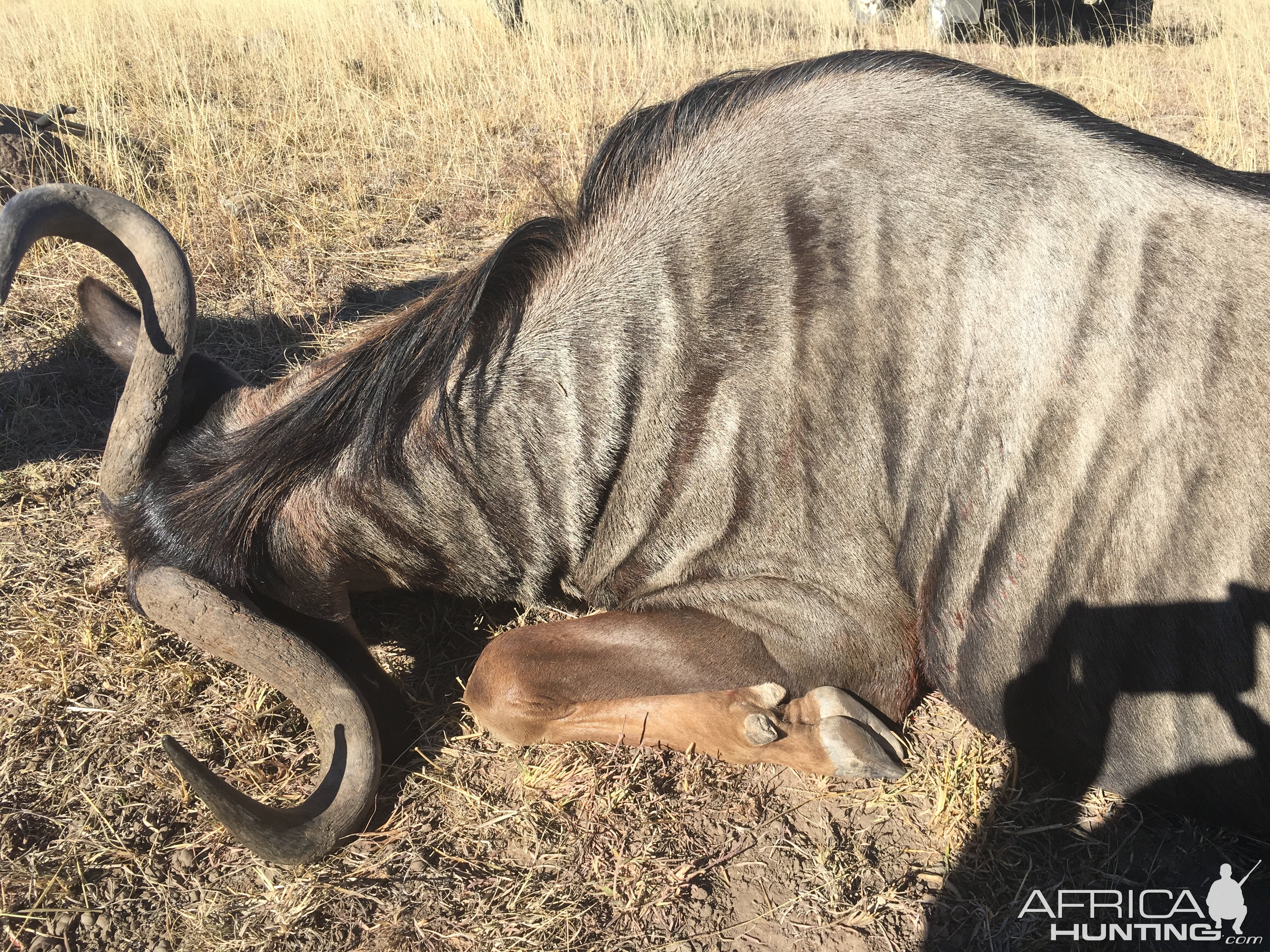 South Africa Hunt Blue Wildebeest