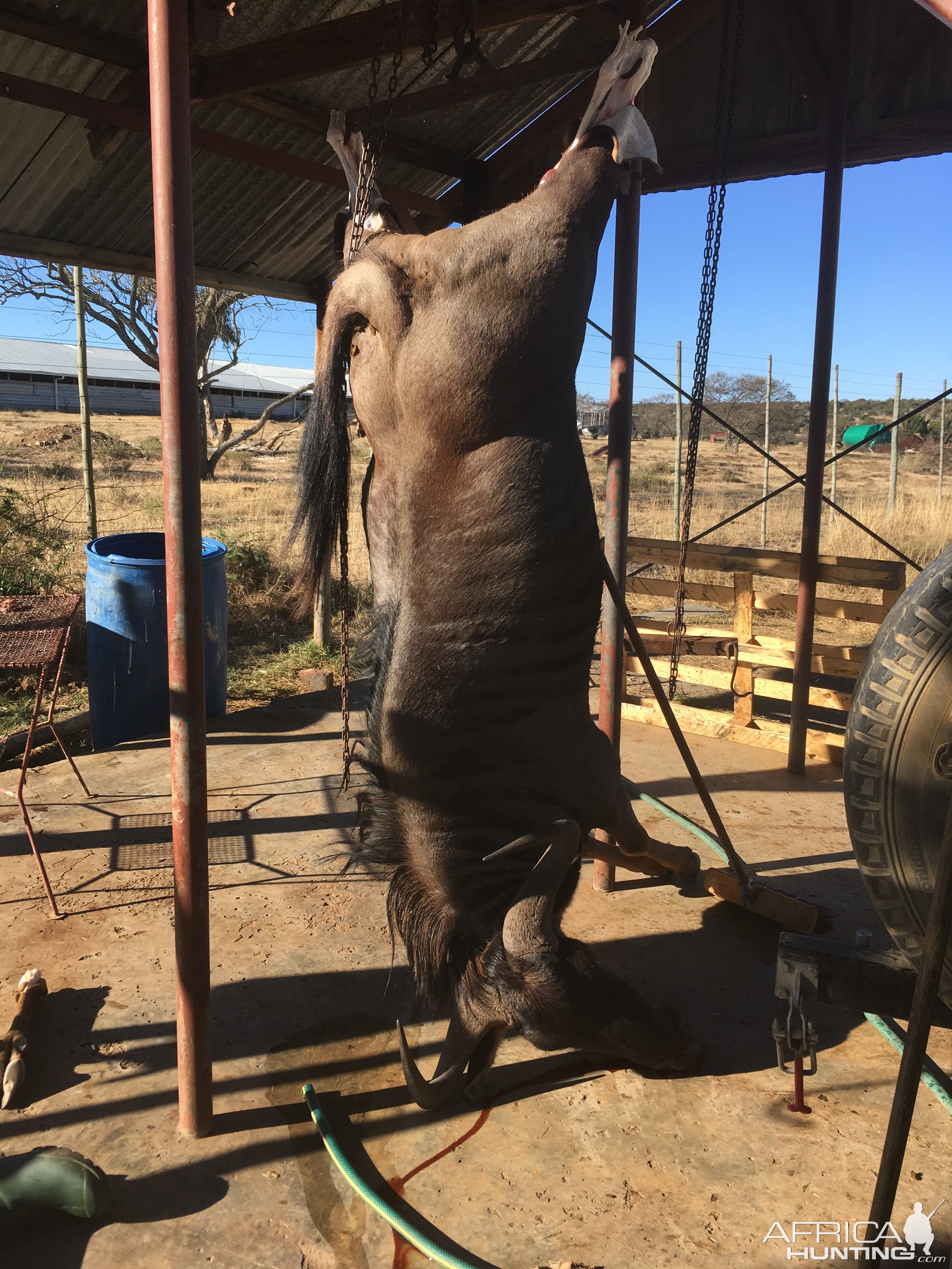 South Africa Hunt Blue Wildebeest