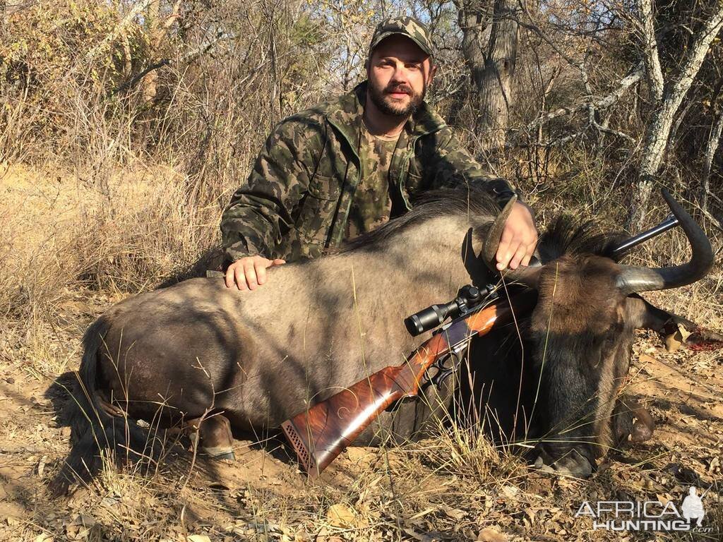 South Africa Hunt Blue Wildebeest