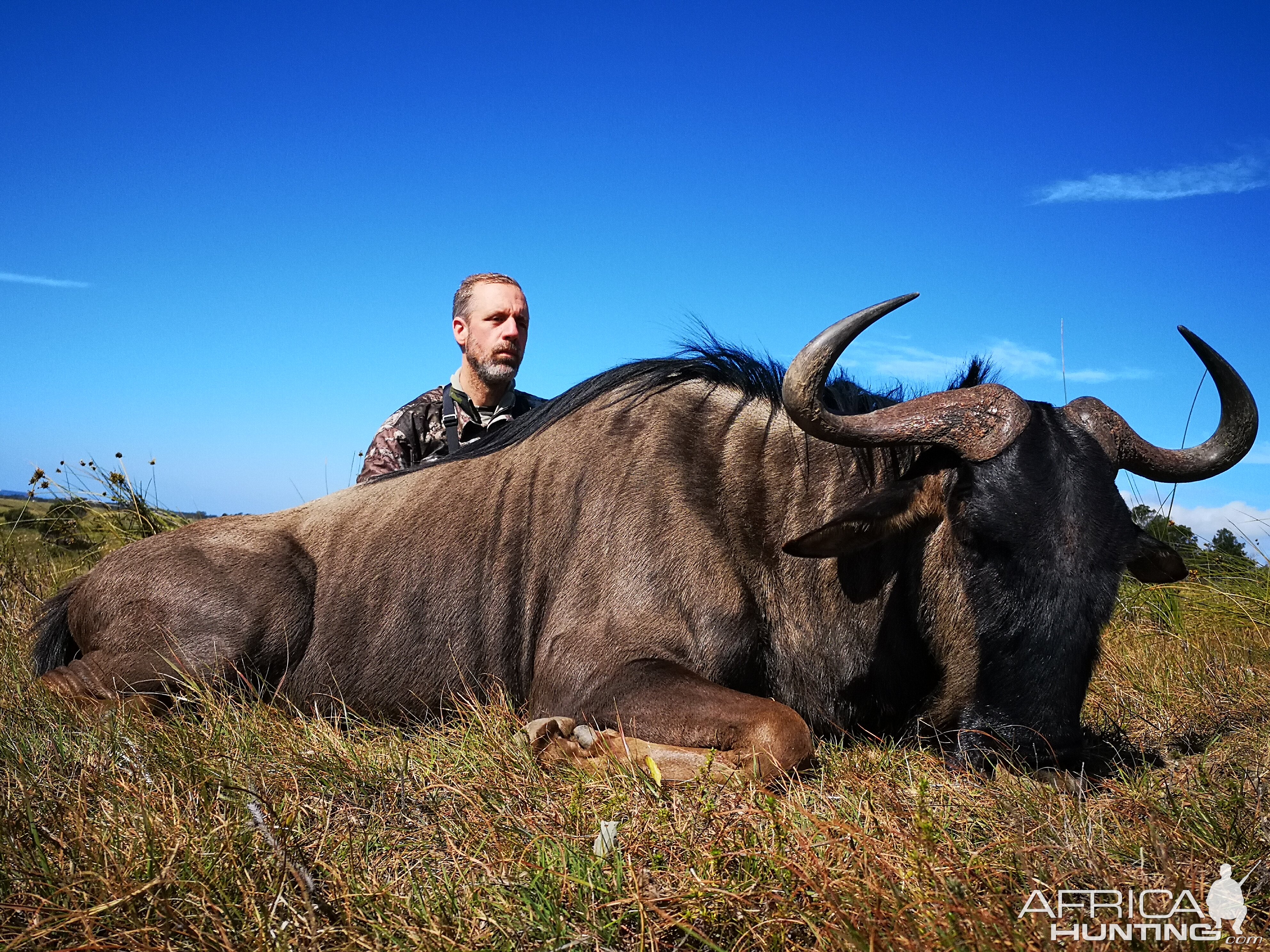 South Africa Hunt Blue Wildebeest