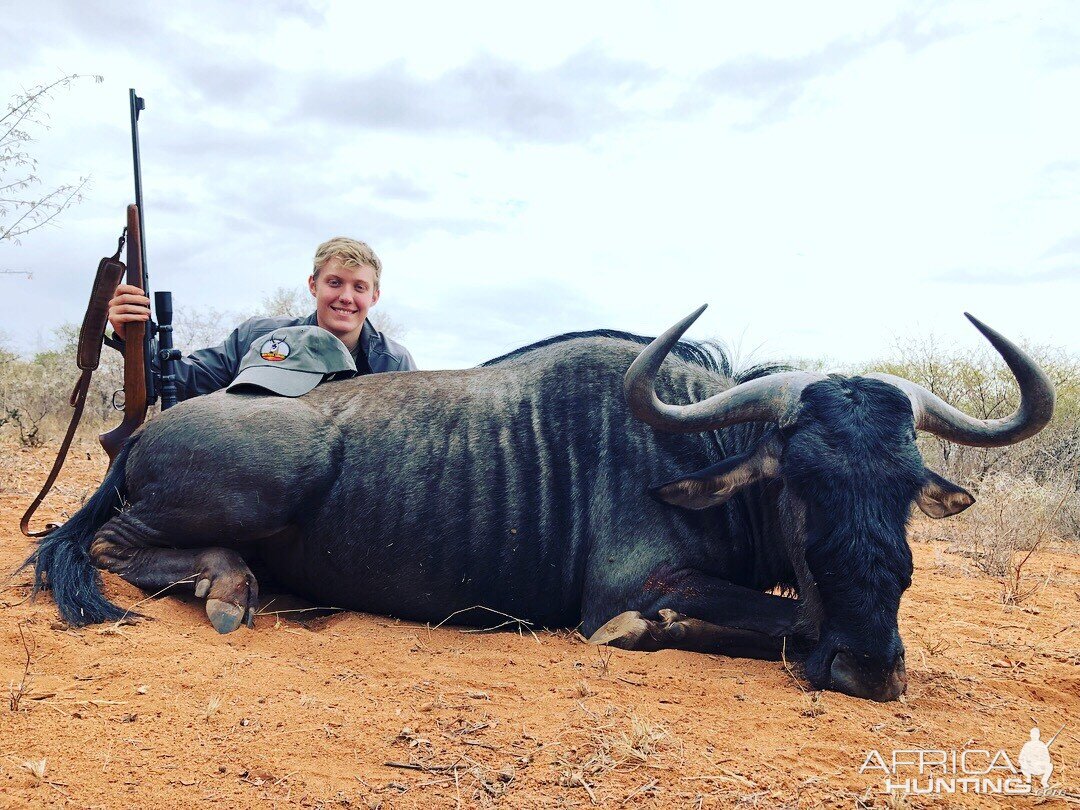 South Africa Hunt Blue Wildebeest