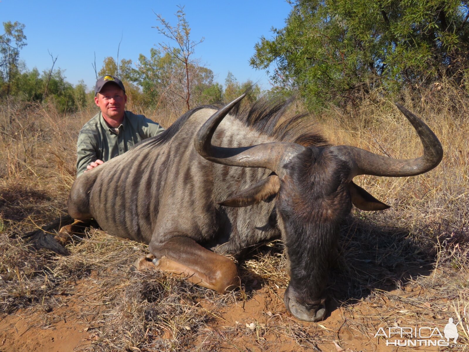 South Africa Hunt Blue WIldebeest