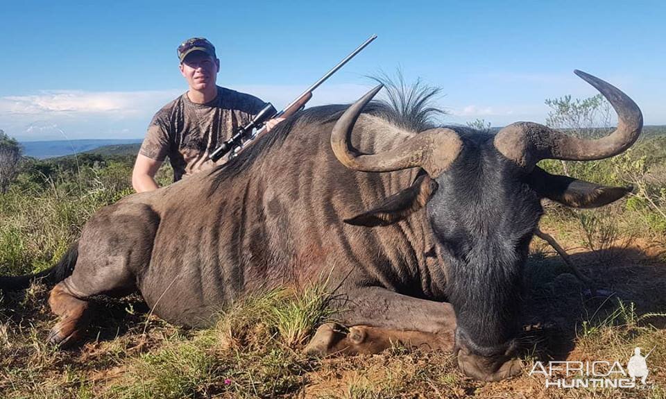 South Africa Hunt Blue Wildebeest