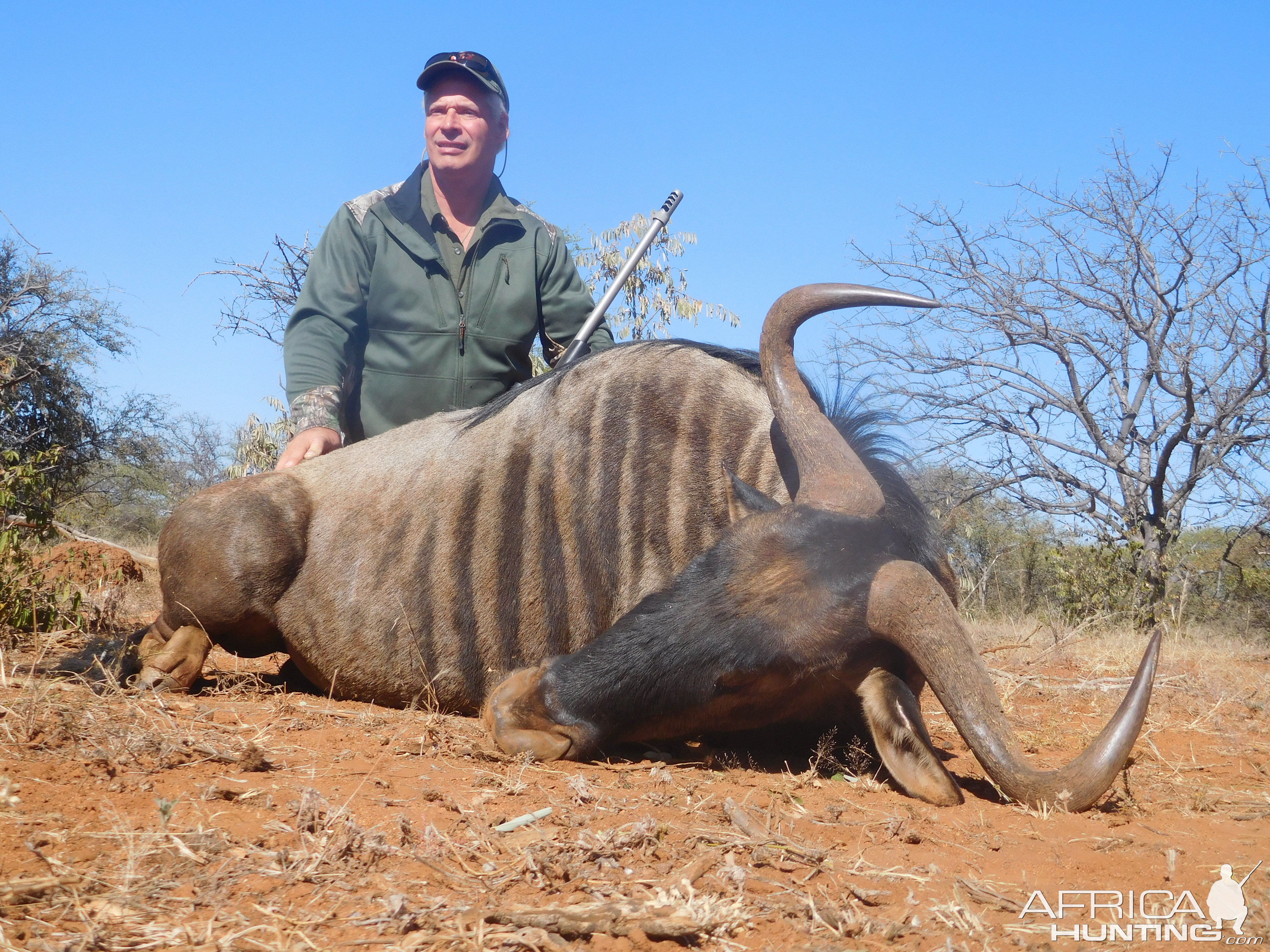 South Africa Hunt Blue Wildebeest