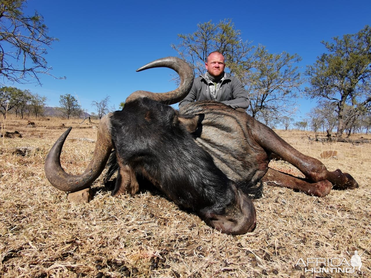 South Africa Hunt Blue Wildebeest