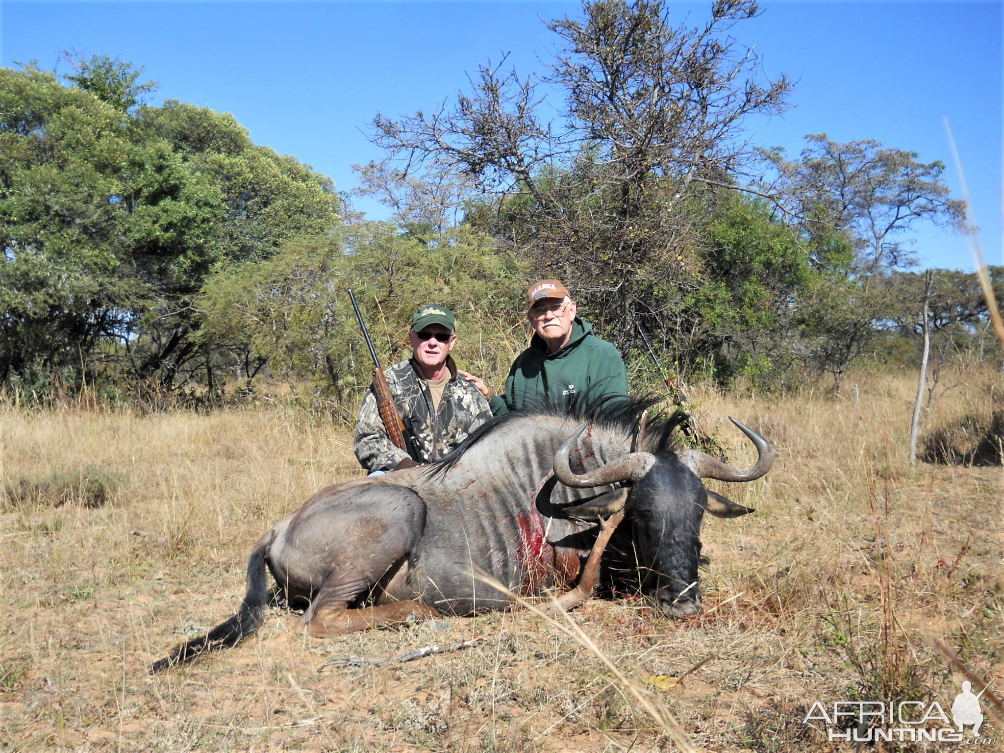 South Africa Hunt Blue Wildebeest