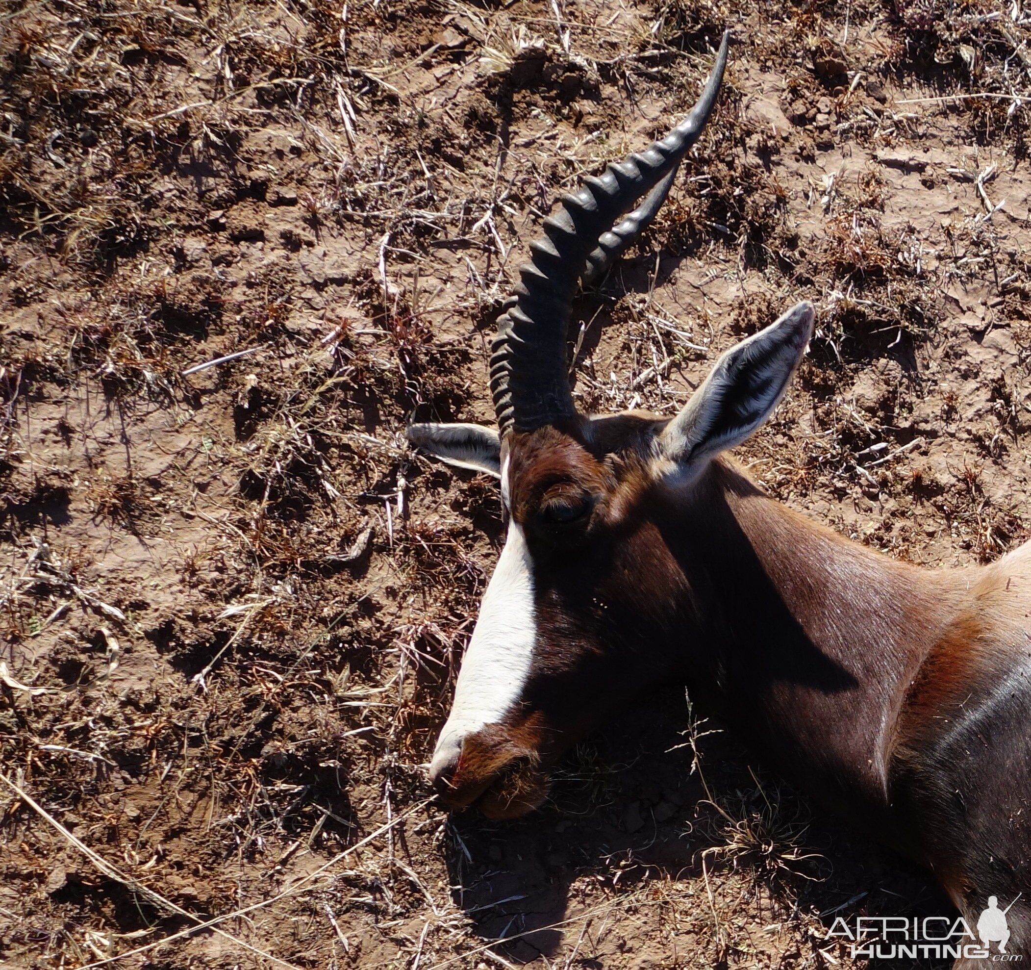 South Africa Hunt Bontebok