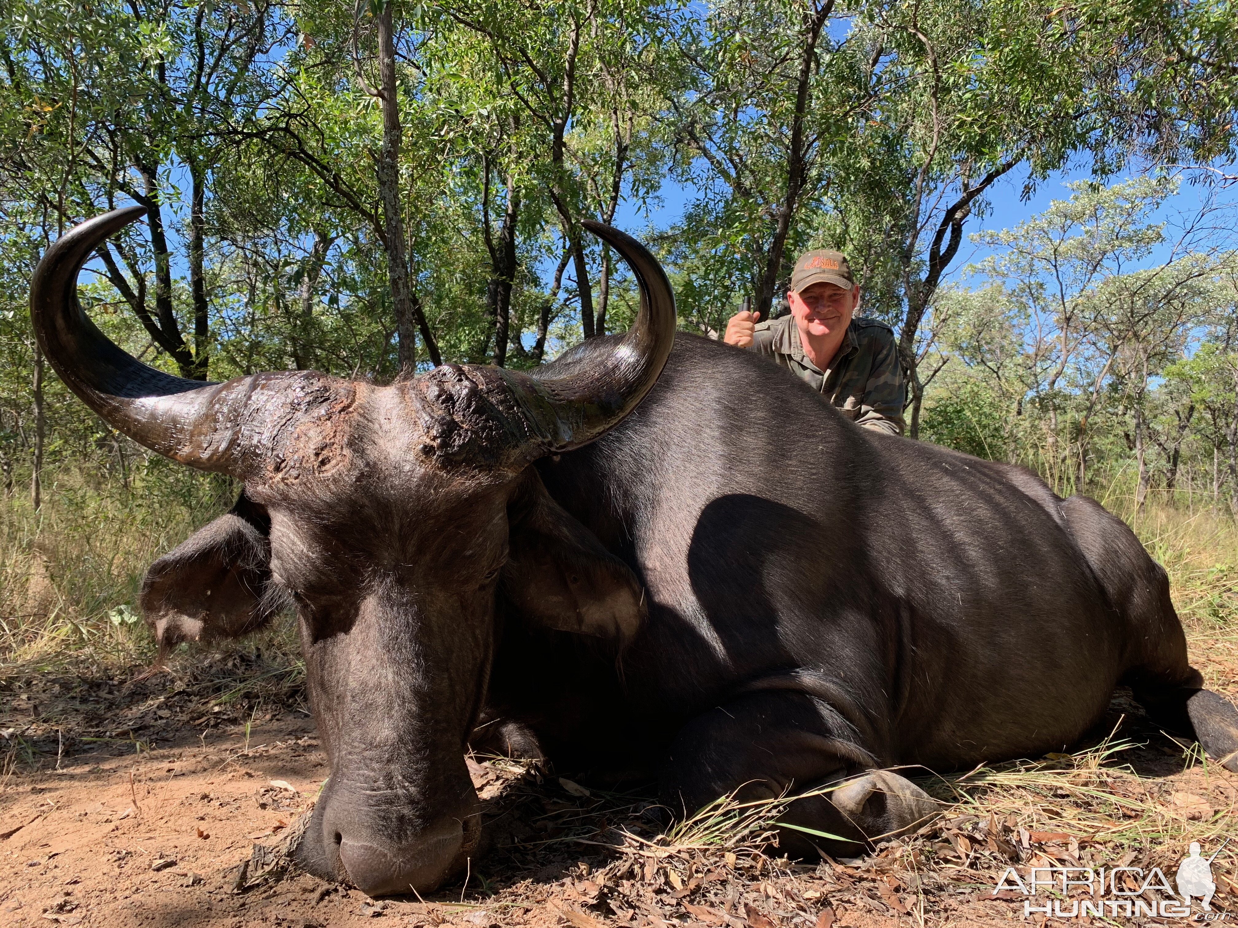 South Africa Hunt Buffalo Cow