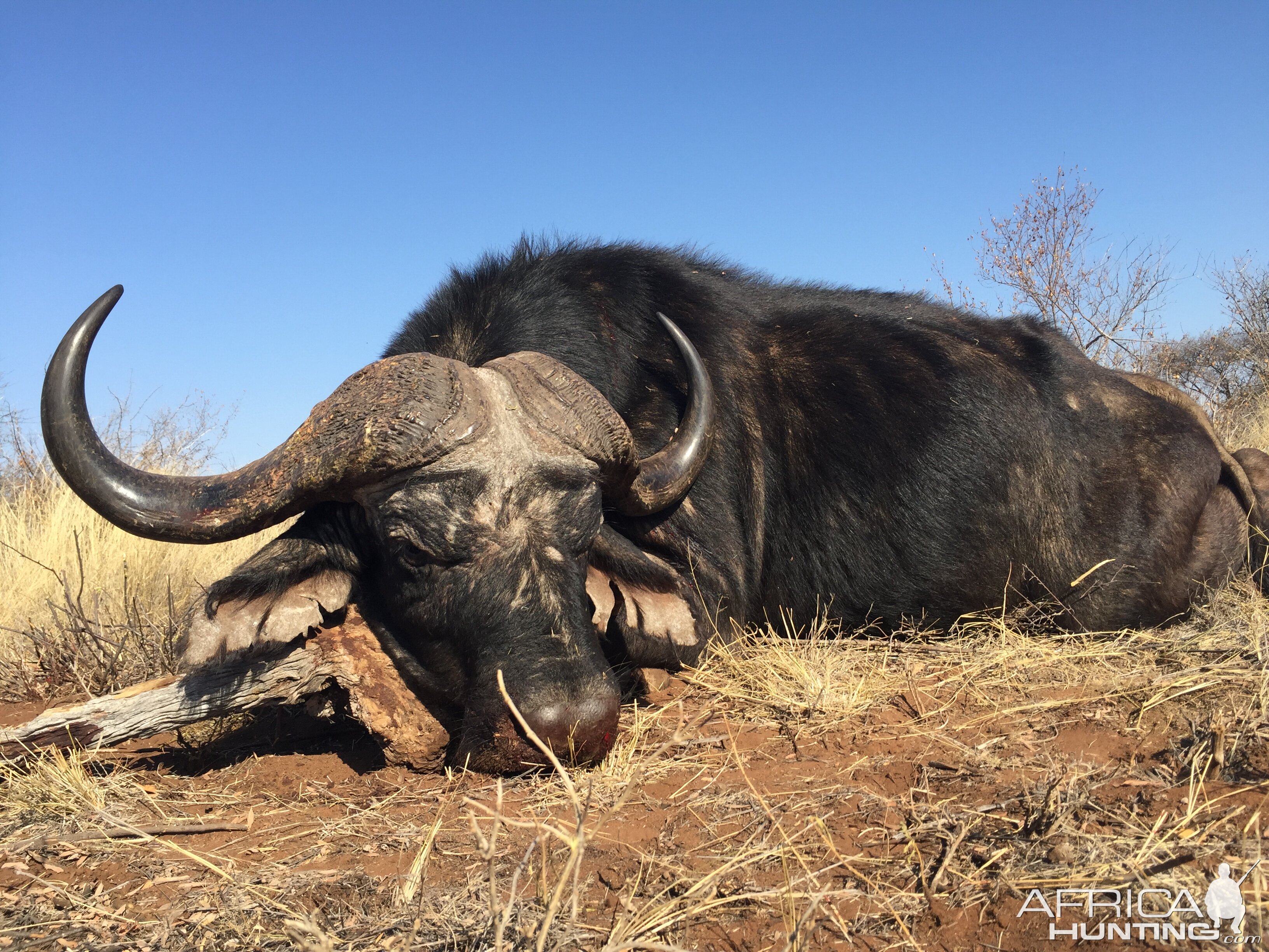 South Africa Hunt Buffalo