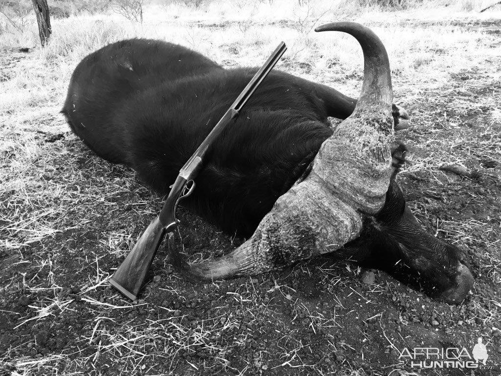 South Africa Hunt Buffalo