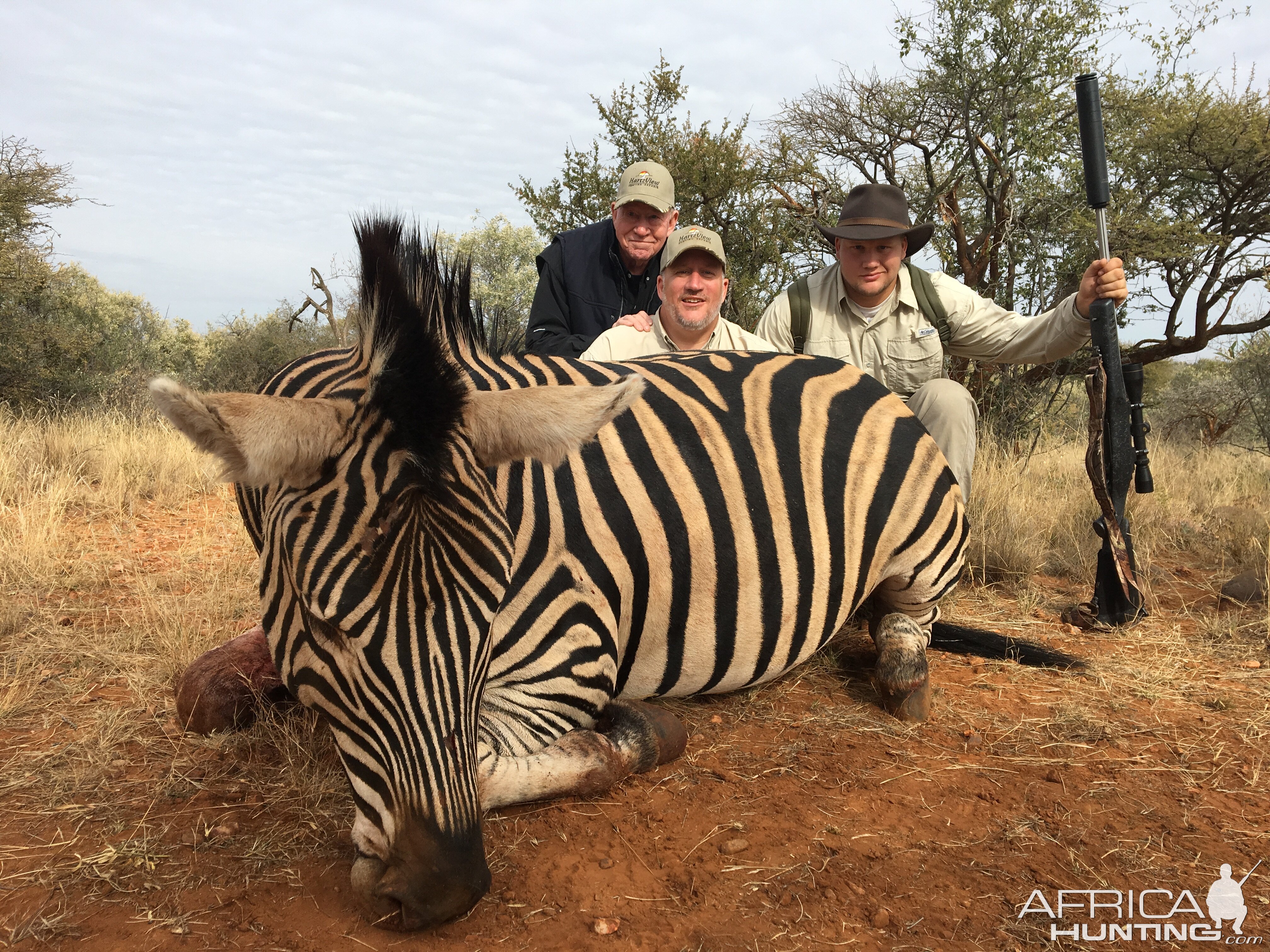 South Africa Hunt Burchell's Plain Zebra