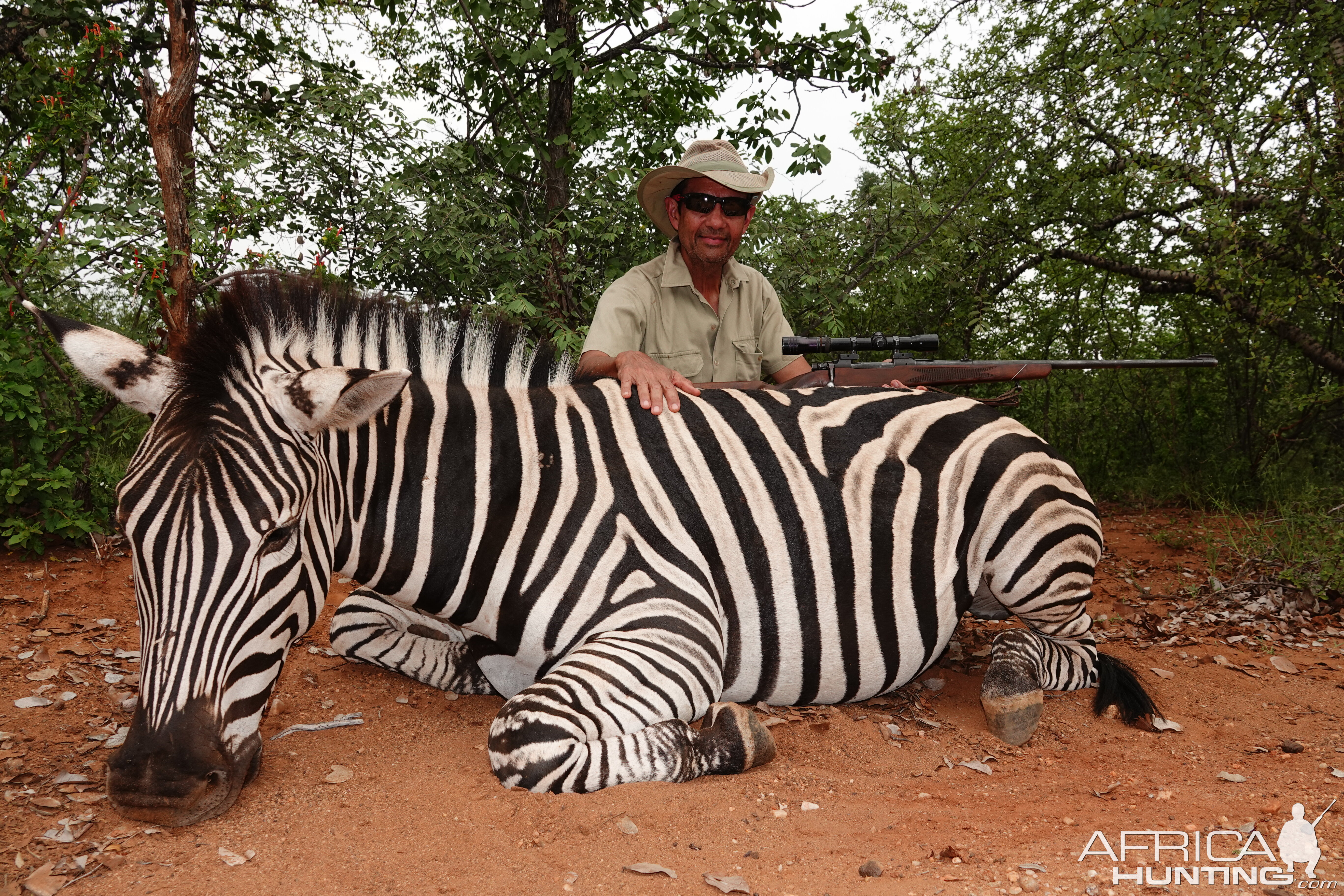 South Africa Hunt Burchell's Plain Zebra