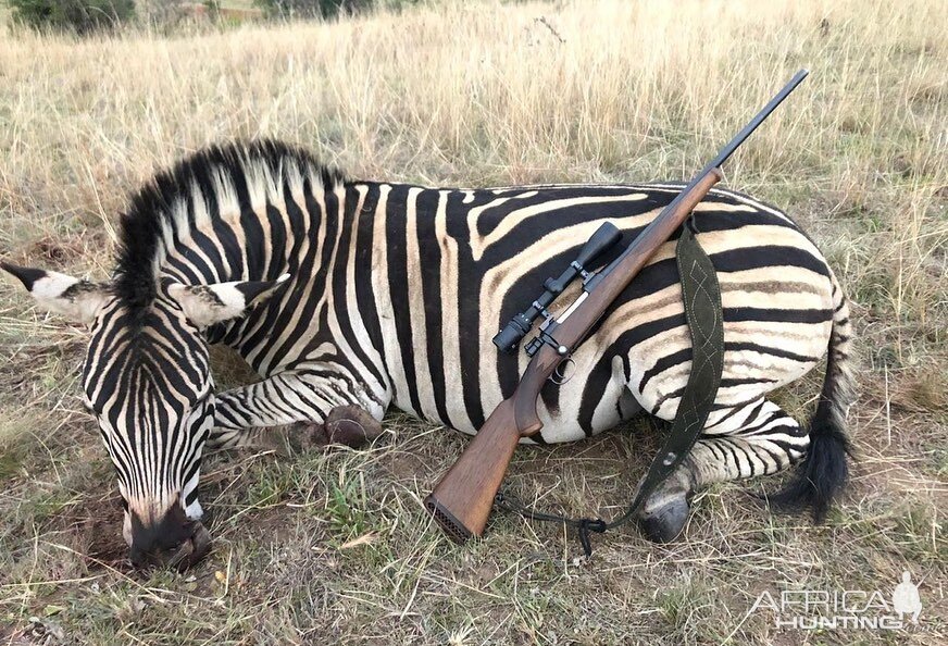 South Africa Hunt Burchell's Plain Zebra