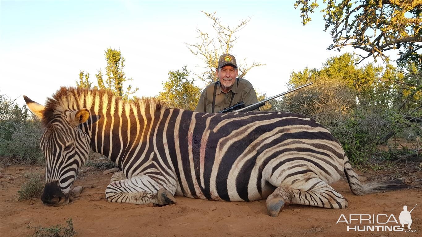 South Africa Hunt Burchell's Plain Zebra